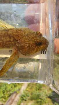 Image of Slimy Sculpin
