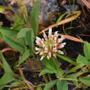 Imagem de Trifolium rusbyi subsp. caurinum (Piper) D. Heller & Zohary