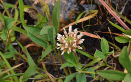 Image of longstalk clover