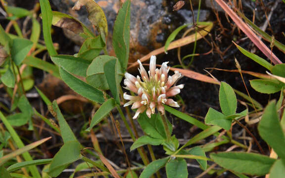 Image de Trifolium rusbyi Greene