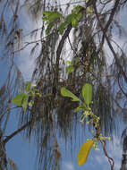 Image of Gymnanthera oblonga (Burm. fil.) P. S. Green