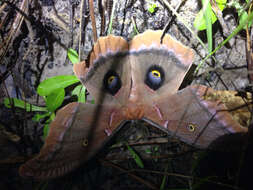 Image of Antheraea subgen. Telea Hübner (1819)