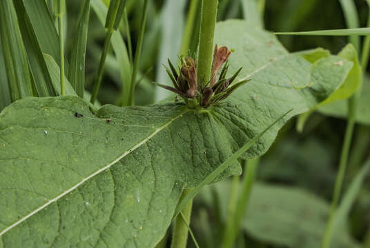 Image of feverwort