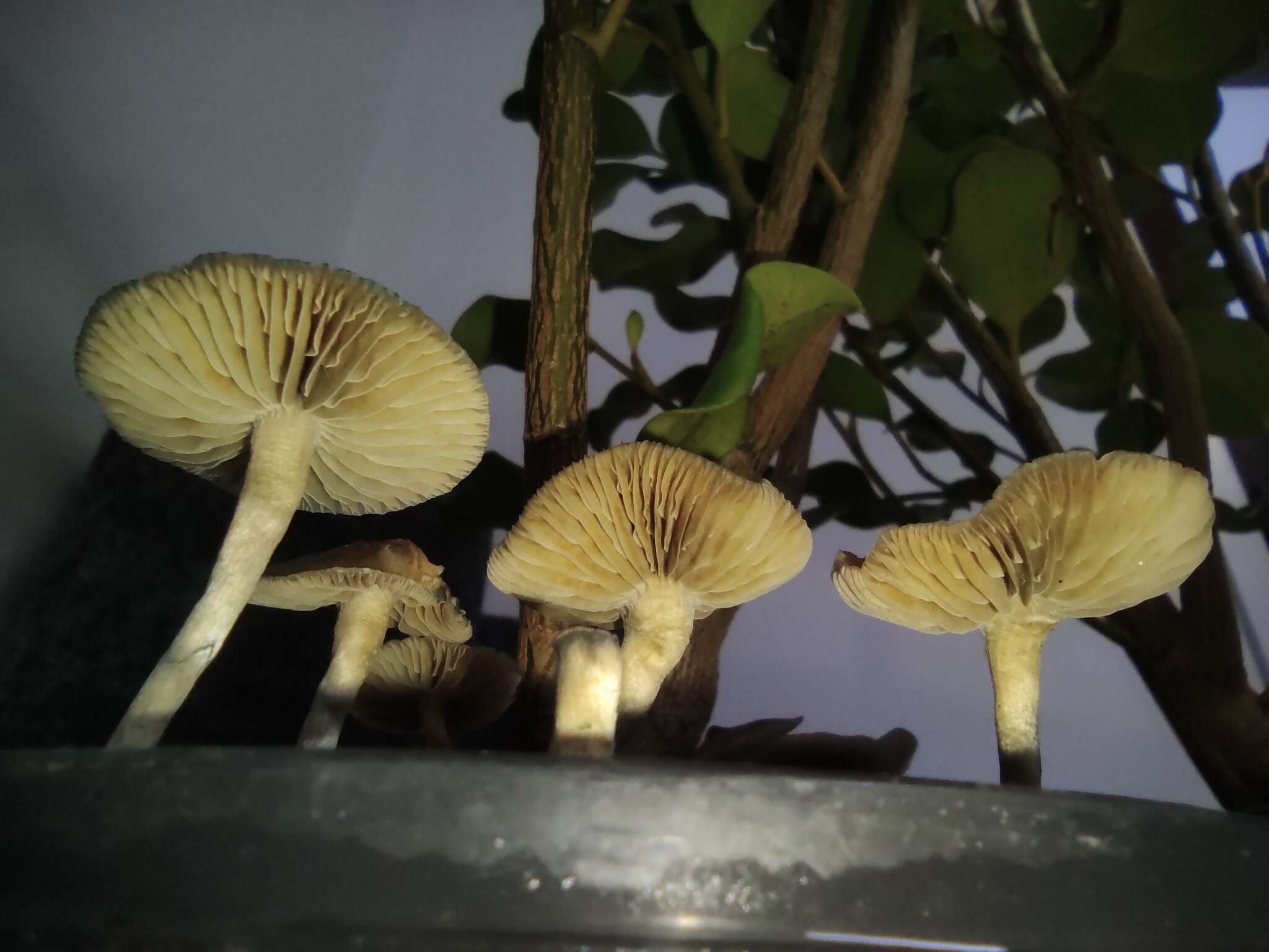 Image of Psilocybe angulospora Y. W. Wang & S. S. Tzean 2015