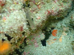 Image of Spectacled triplefin