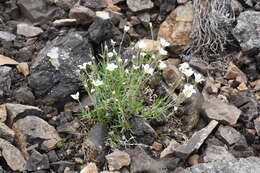 Plancia ëd Cherleria arctica (Steven ex Ser.) A. J. Moore & Dillenb.