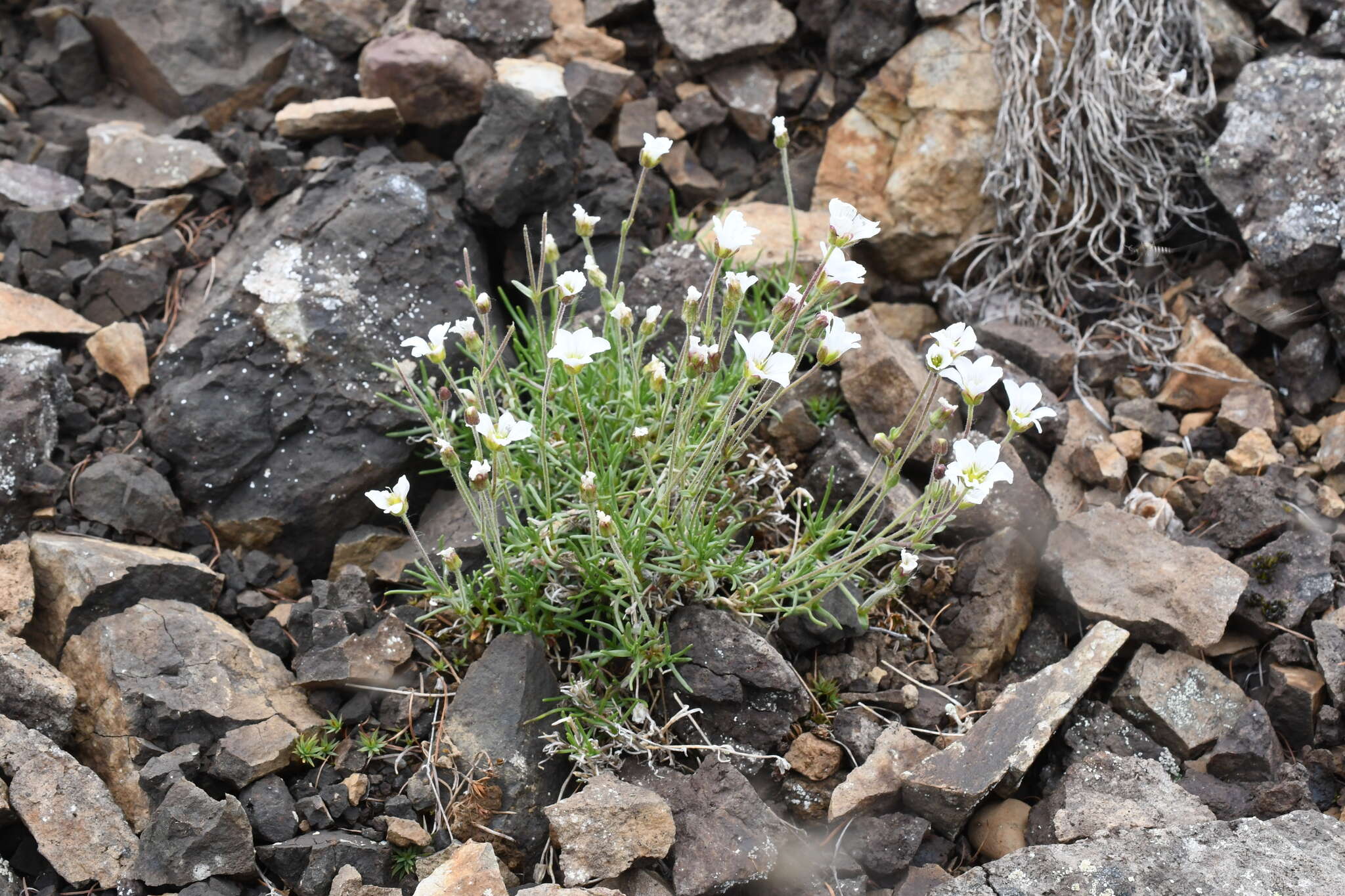 Слика од Cherleria arctica (Steven ex Ser.) A. J. Moore & Dillenb.