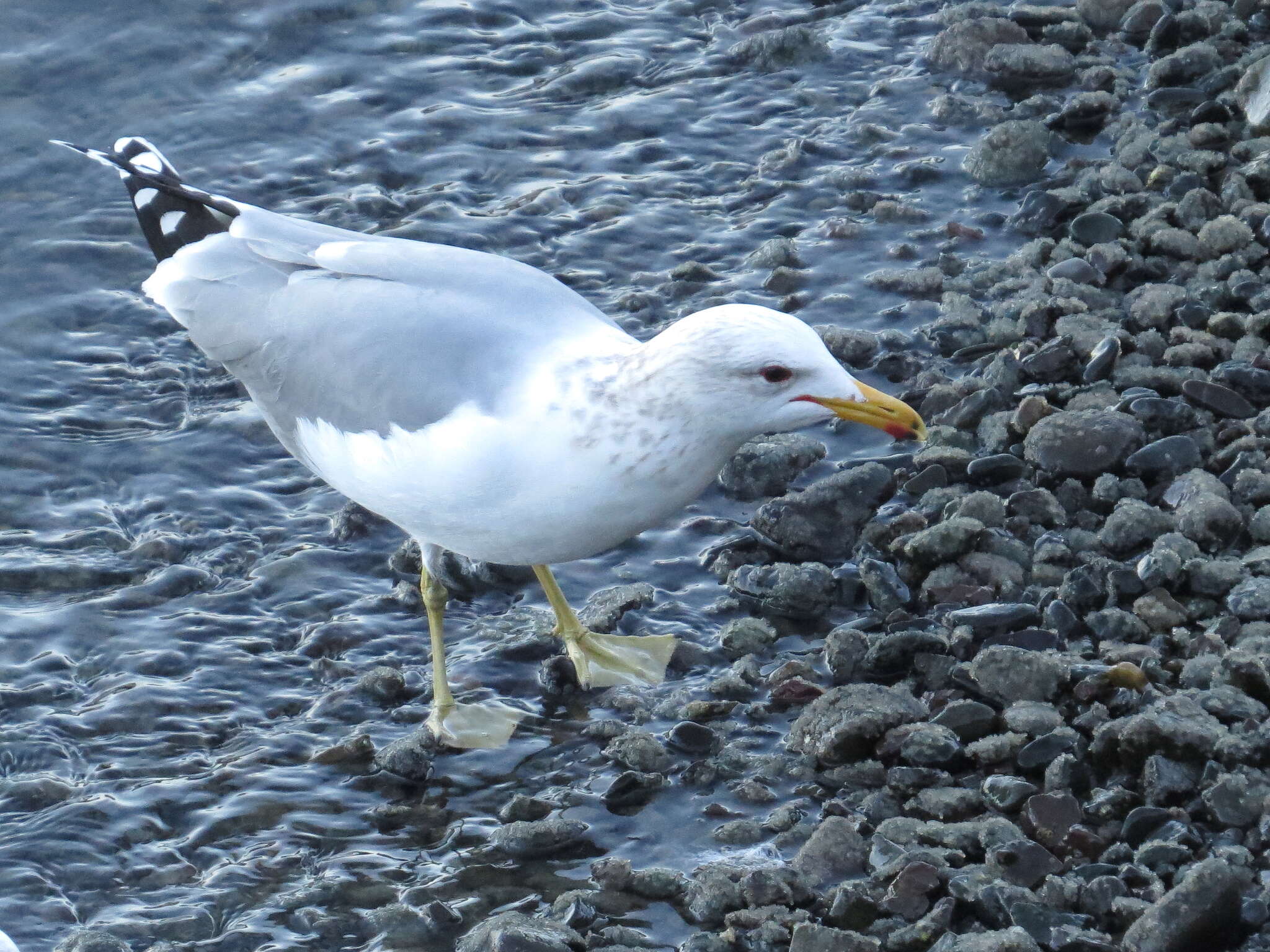 Larus californicus Lawrence 1854 resmi