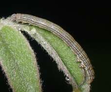 Image of Whitney's Underwing Moth