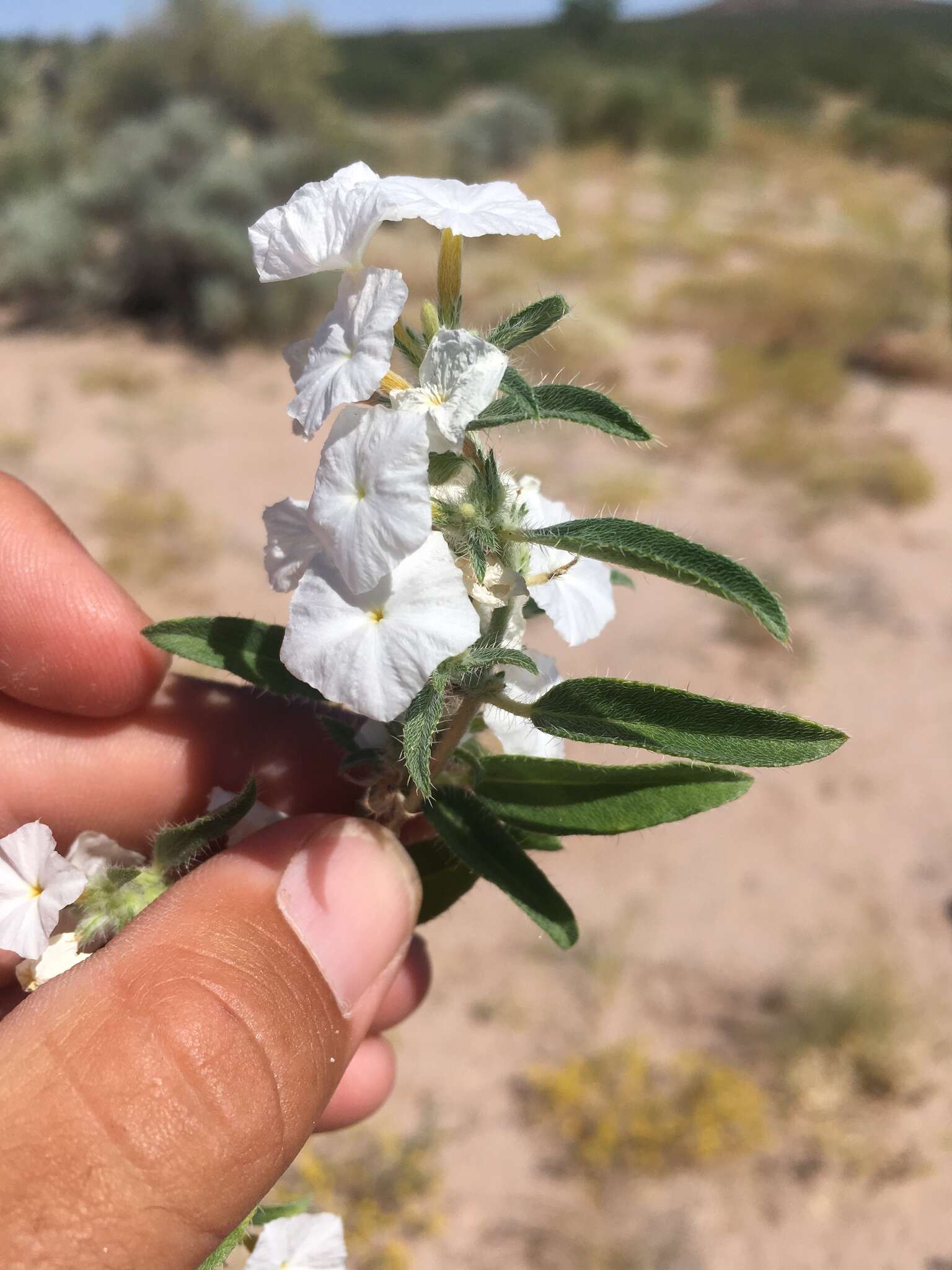 Image of phlox heliotrope