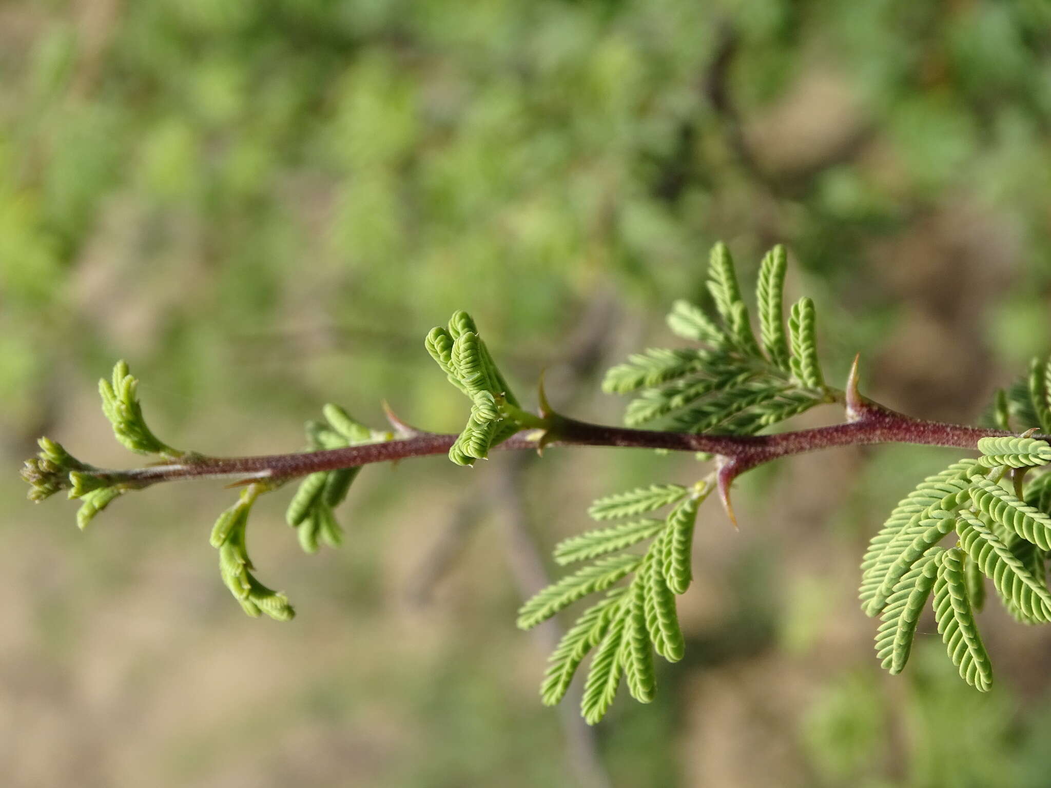 Vachellia reficiens (Wawra) Kyal. & Boatwr. resmi