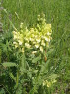 Image of Pedicularis kaufmannii Pinzger