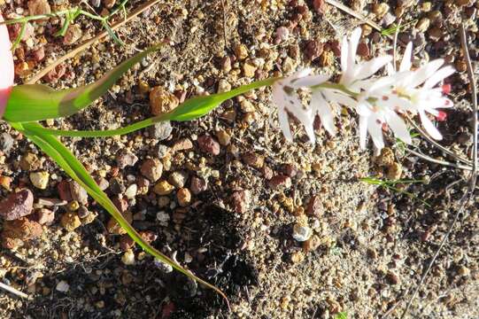 صورة Wurmbea punctata (L.) J. C. Manning & Vinn.