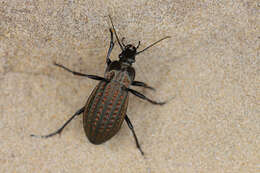 Imagem de Carabus (Limnocarabus) clatratus Linnaeus 1760