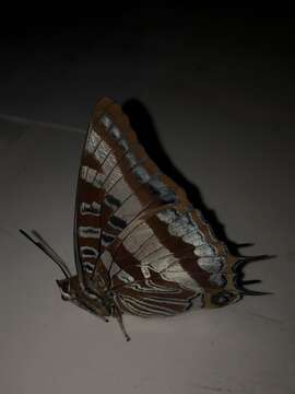 Imagem de Charaxes druceanus stevensoni Van Someren 1963