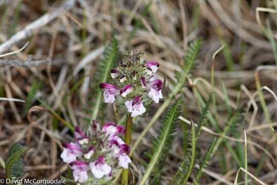 Imagem de Pedicularis sudetica subsp. albolabiata Hulten