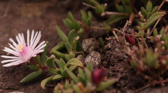 Image of Delosperma katbergense L. Bol.