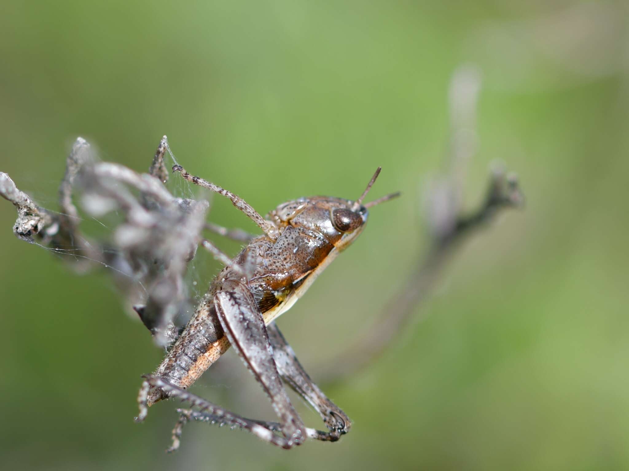 Image of Orphulella speciosa (Scudder & S. H. 1862)