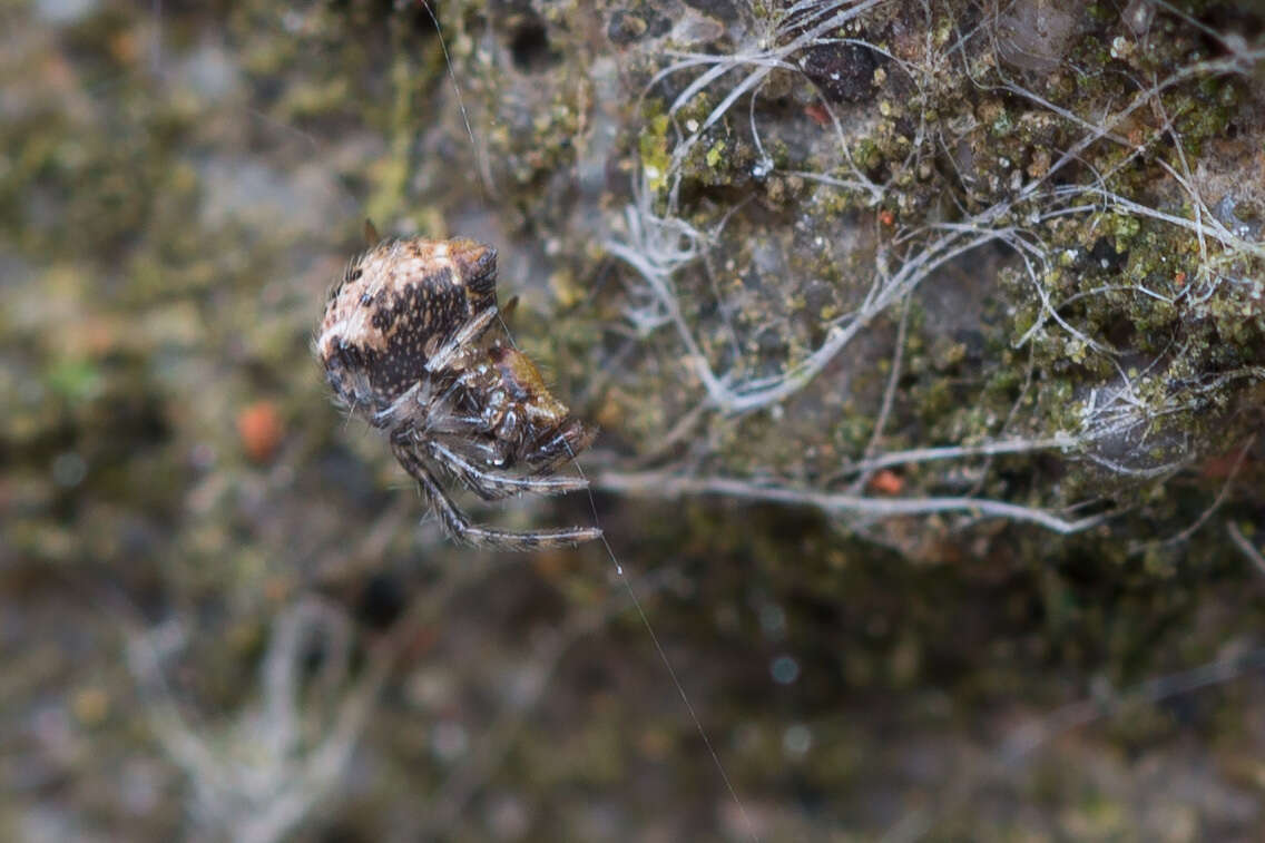 Image of Parasteatoda tabulata (Levi 1980)