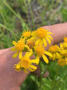 Image of Two-Leaf Groundsel