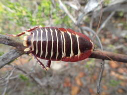 Image of Polyzosteria pulchra Mackerras 1965