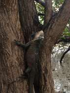 Image of West Indian Iguana