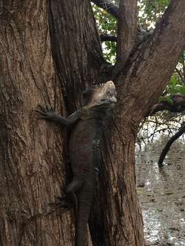 Image of West Indian Iguana