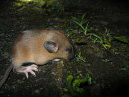 Image of Coxing's White-bellied Rat