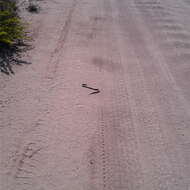 Image of Burton's Legless Lizard