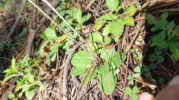 Sivun Leibnitzia lyrata (Sch. Bip.) G. L. Nesom kuva