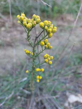 Tanacetum annuum L. resmi