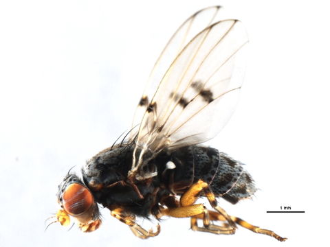 Image of <i>Odinia betulae</i> Sabrosky 1959