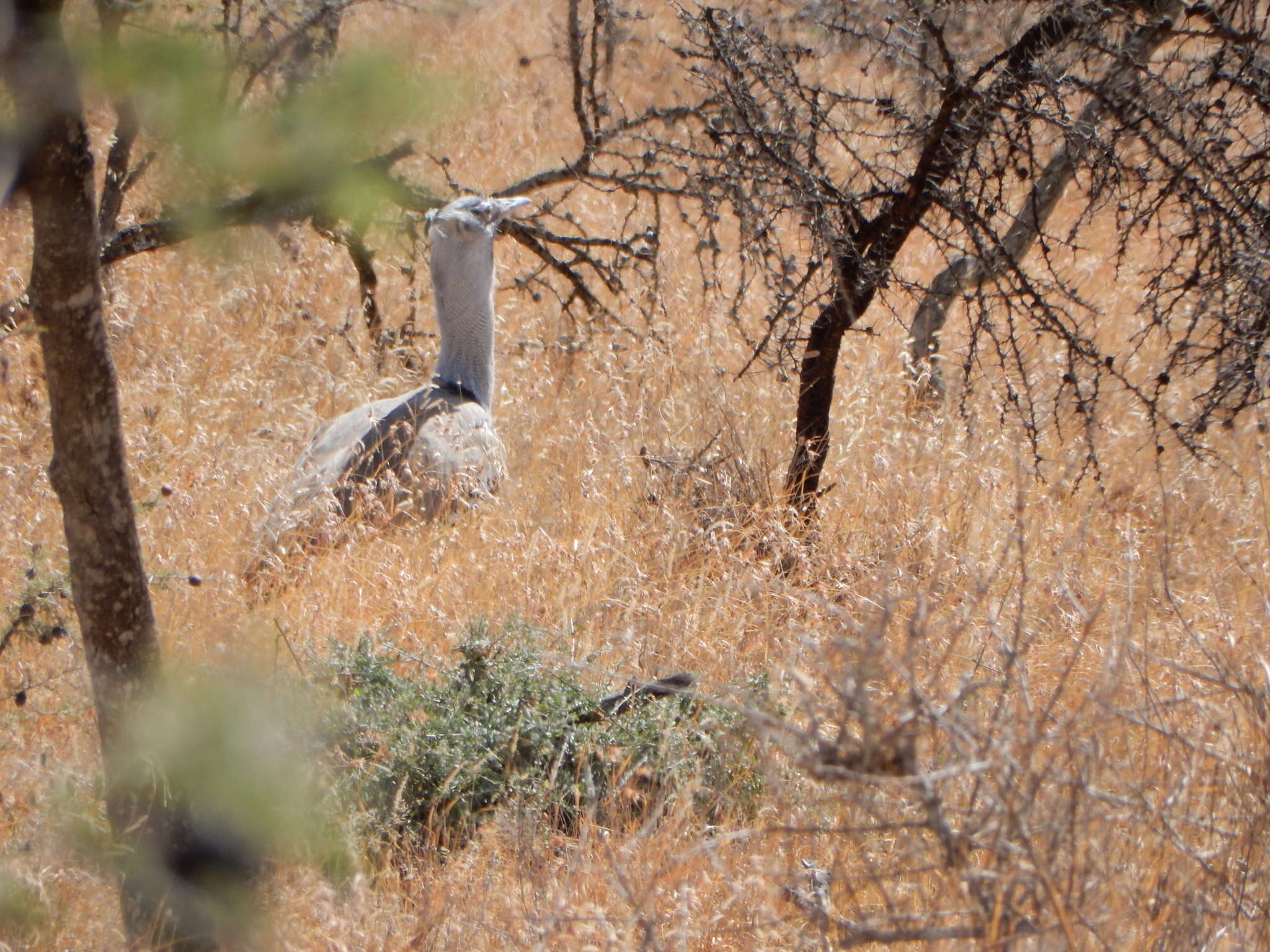 Image of Kori Bustard