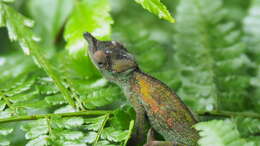 Image of Rwenzori Plate-nosed Chameleon