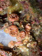 Image of carnation coral