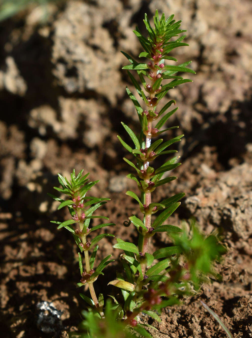 Sivun Rotala diandra (F. Müll.) F. Müll. kuva