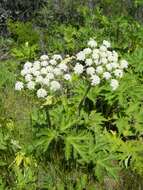 Image of American Cow-Parsnip