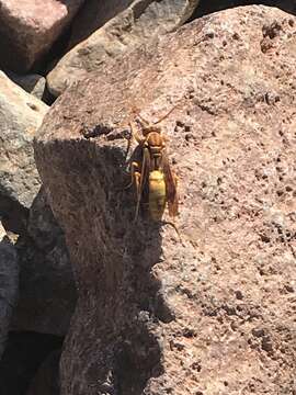 Image of Polistes flavus Cresson 1868