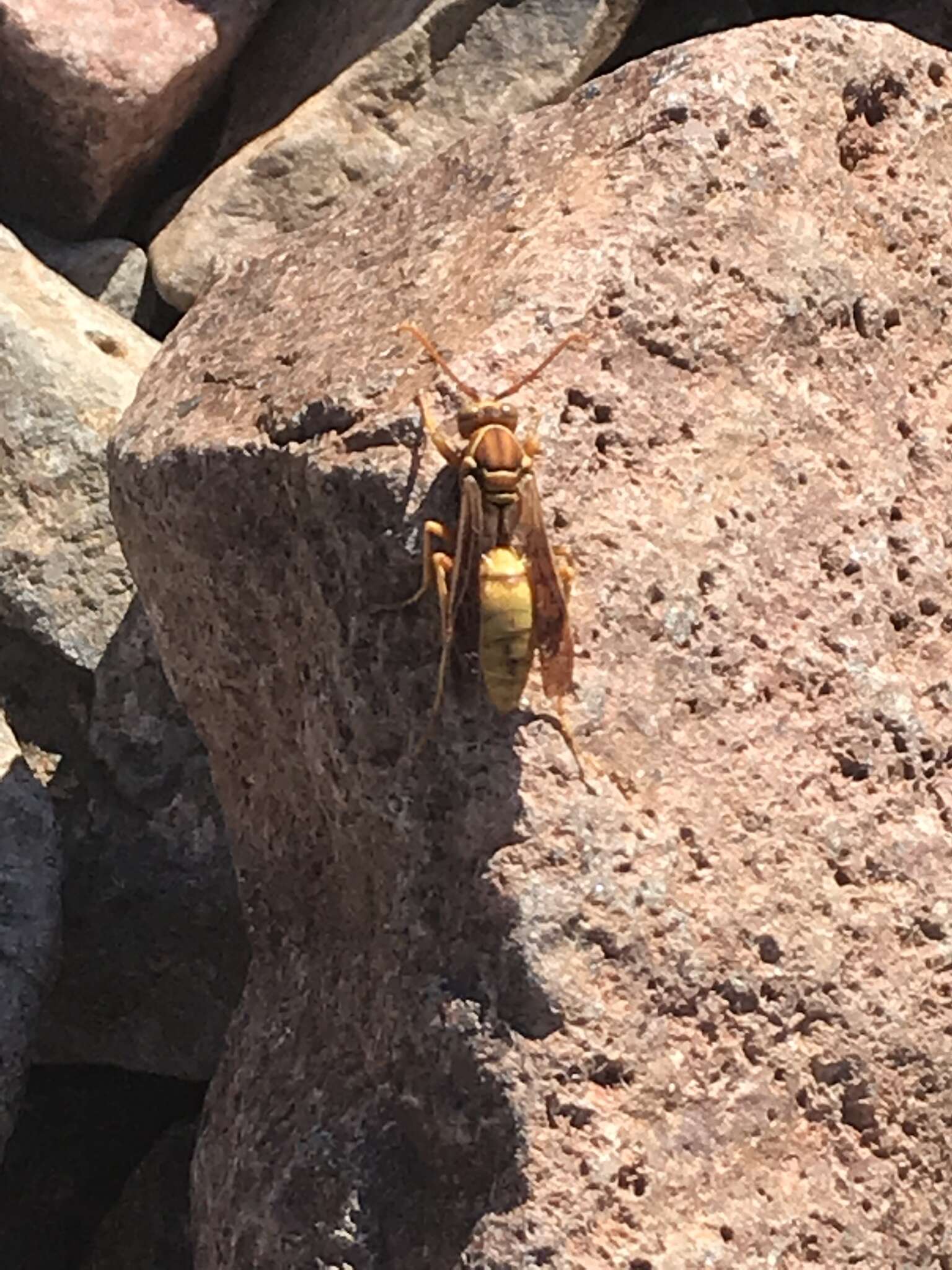 Слика од Polistes flavus Cresson 1868