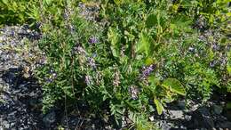 Image of elegant milkvetch