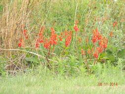 Imagem de Erythrina zeyheri Harv.