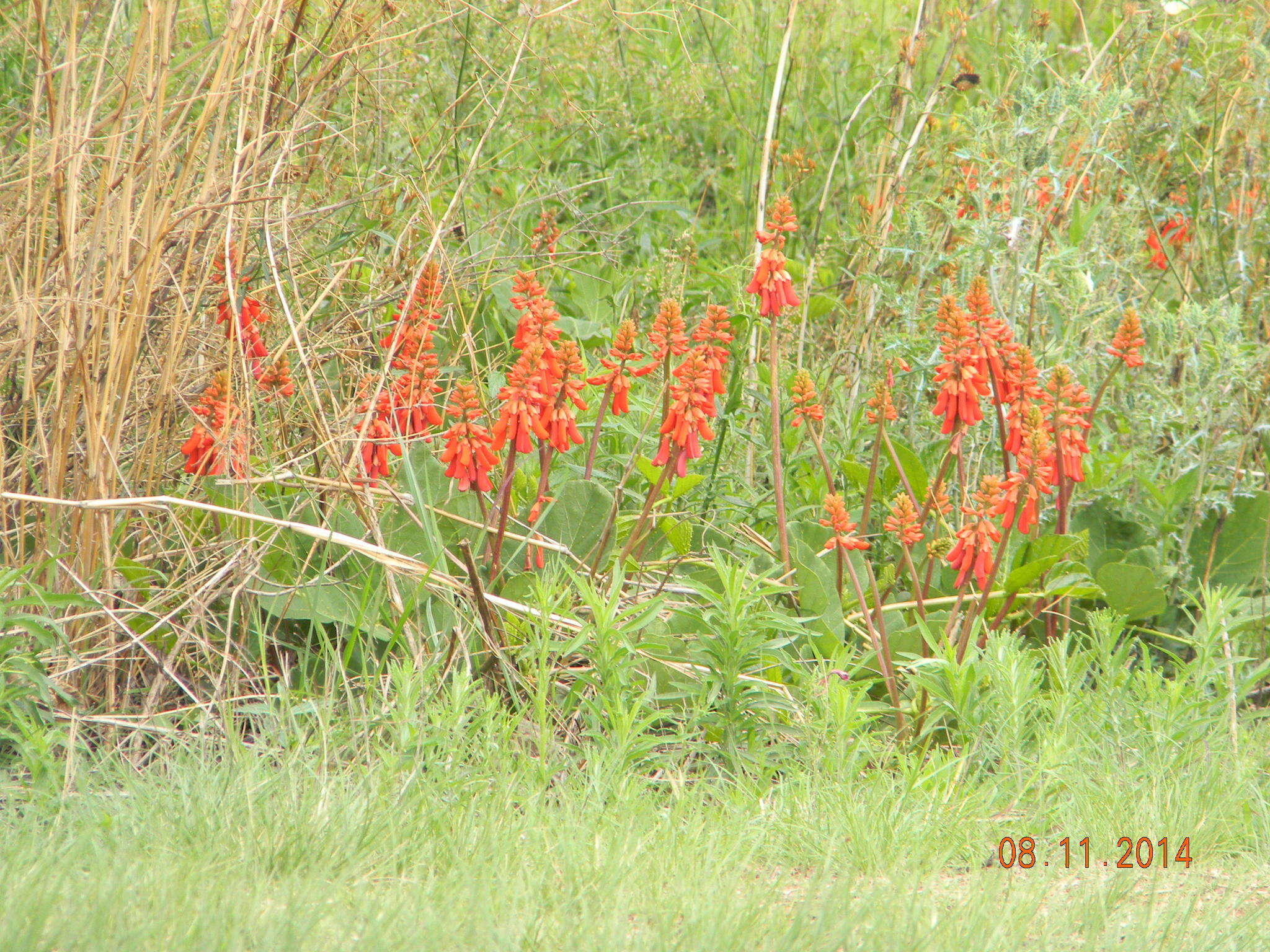 Imagem de Erythrina zeyheri Harv.