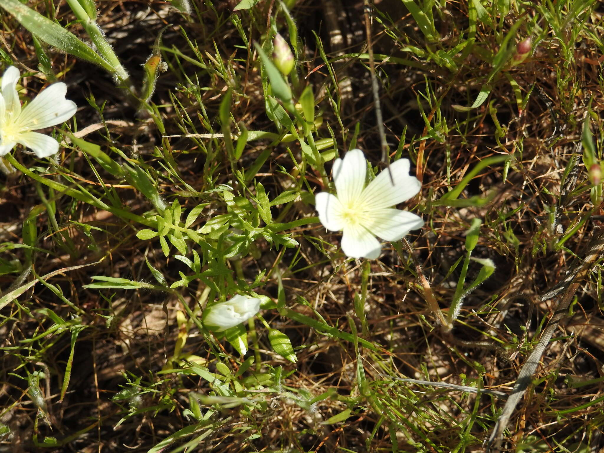 Image of white meadowfoam