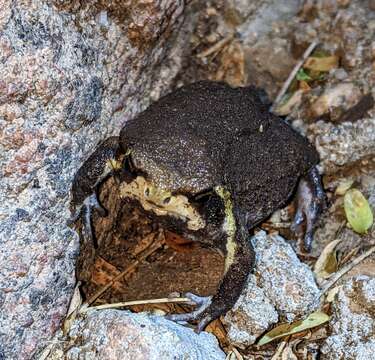 Image of Mozambique Rain Frog