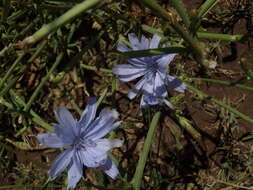 Image of Cichorium intybus subsp. intybus