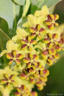 Sivun Asclepias glaucophylla (Schltr.) Schltr. kuva