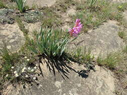 Image of Watsonia lepida N. E. Br.