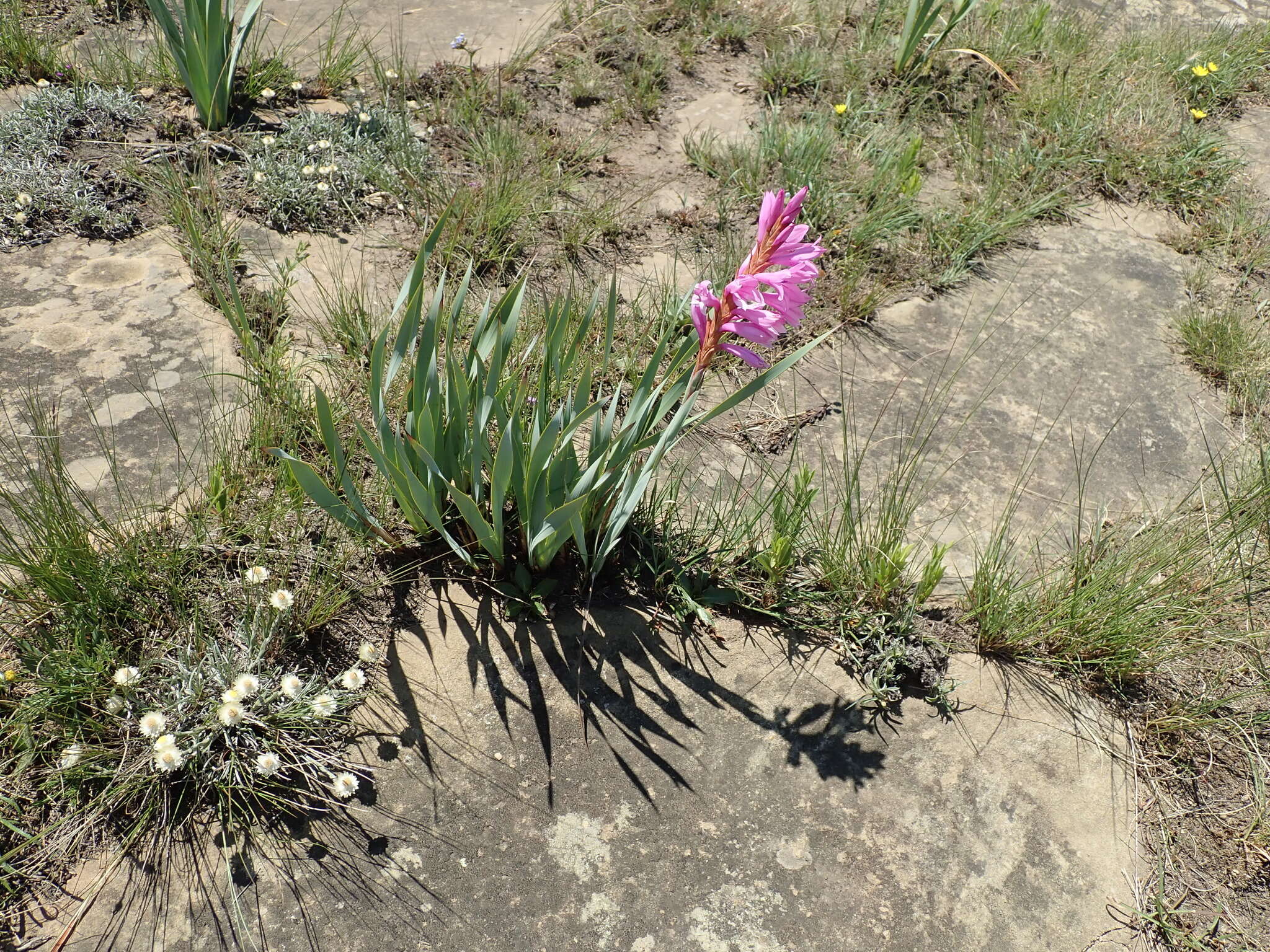 Image of Watsonia lepida N. E. Br.