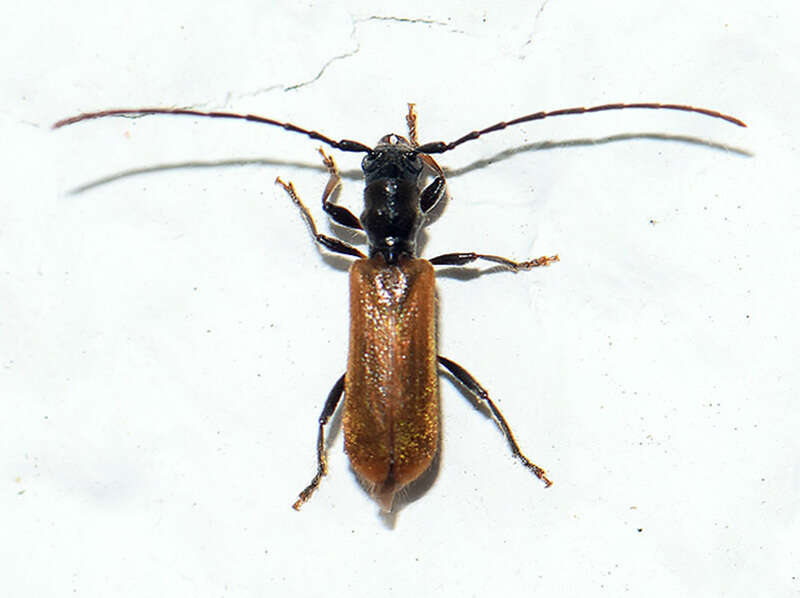 Image of Stenhomalus (Obriopsis) bicolor (Kraatz 1862)