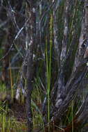 Image of Swamp leek orchid